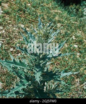 Argemone ochroleuca, espèce de coquelicot, plante à fleurs communément appelée coquelicot pâle mexicain ou coquelicot mexicain. Banque D'Images