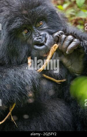 L'Afrique, Rwanda, le Parc National des Volcans, Portrait de gorille de montagne (Gorilla beringei beringei) Mâcher des branches en forêt tropicale à Mountai Virunga Banque D'Images