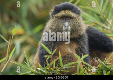 L'Afrique, Rwanda, le Parc National des Volcans, Golden Monkey (Cercopithecus kandti) dans les forêts tropicales dans les montagnes des Virunga Banque D'Images