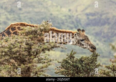 Masai Giraffe paître sur un acacia, zone de conservation de Ngorongoro, Tanzanie, Arica. Banque D'Images