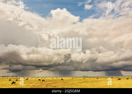 Parc national des plaines de Serengeti et tempête de pluie imminente, Tanzanie. Banque D'Images