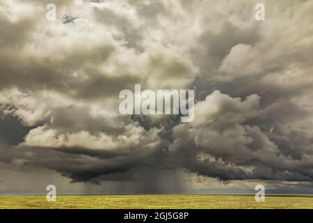 Parc national des plaines de Serengeti et tempête de pluie imminente, Tanzanie. Banque D'Images