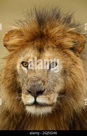 Lion à fanion noir adulte, Panthera leo, Parc national de Serengeti, Tanzanie, Afrique Banque D'Images