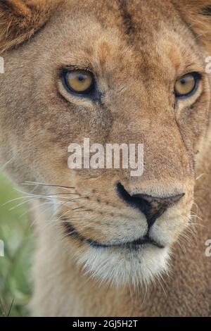 Lioness femelle adulte, Parc national de Serengeti, Tanzanie, léo Banque D'Images