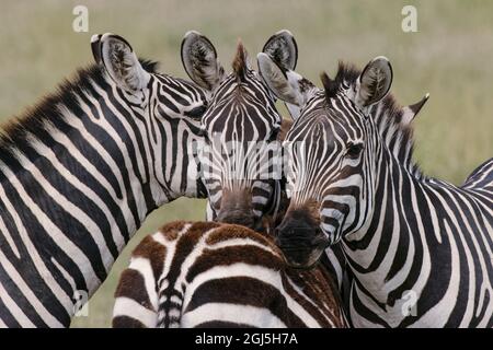 Les Zèbres de Burchell se reposent les uns sur les autres, Parc national du Serengeti, Tanzanie, Afrique Banque D'Images