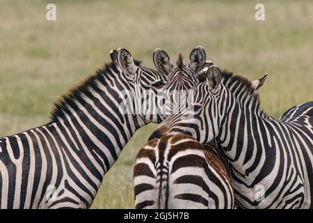 Les Zèbres de Burchell se reposent les uns sur les autres, Parc national du Serengeti, Tanzanie, Afrique Banque D'Images