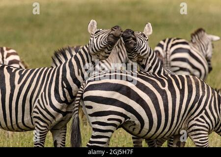 Les Zèbres de Burchell se reposent les uns sur les autres, Parc national du Serengeti, Tanzanie, Afrique Banque D'Images