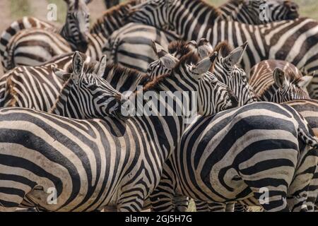 Les Zèbres de Burchell se reposent les uns sur les autres, Parc national du Serengeti, Tanzanie, Afrique Banque D'Images