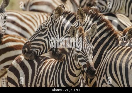 Les Zèbres de Burchell se reposent les uns sur les autres, Parc national du Serengeti, Tanzanie, Afrique Banque D'Images