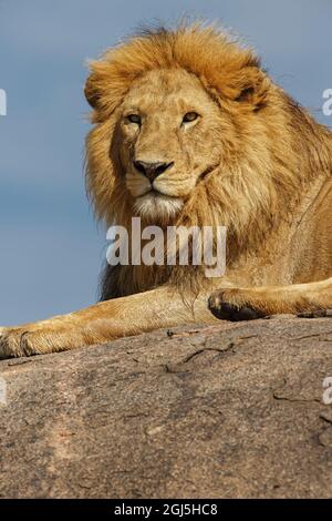 Lion mâle adulte sur kopje, Parc national de Serengeti, Tanzanie, Afrique Banque D'Images