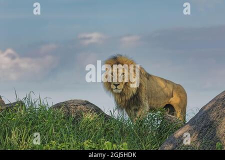 Lion mâle adulte au sommet du kopje, parc national de Serengeti, Tanzanie, Afrique Banque D'Images