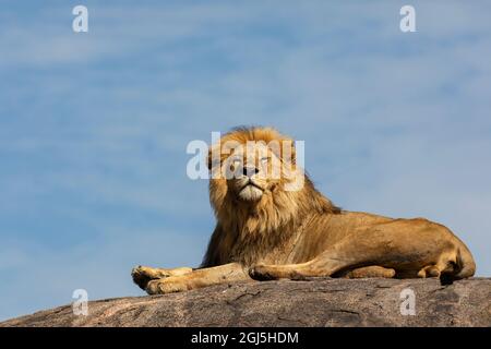 Lion mâle adulte au sommet du kopje, parc national de Serengeti, Tanzanie, Afrique Banque D'Images