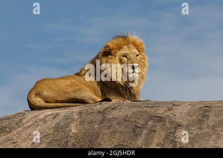 Lion mâle adulte au sommet du kopje, parc national de Serengeti, Tanzanie, Afrique Banque D'Images