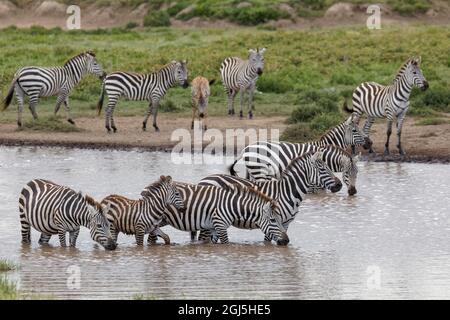 Grand troupeau de zèbres de Burchell au point d'eau, Parc national de Serengeti, Tanzanie, Afrique Banque D'Images