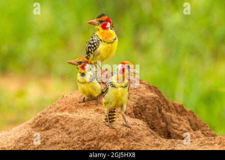 Afrique, Tanzanie, Parc national de Tarangire. Barbets rouges et jaunes sur la terre montée. Crédit : Cathy & Gordon Illg / Jaynes Gallery / DanitaDelimont.com Banque D'Images