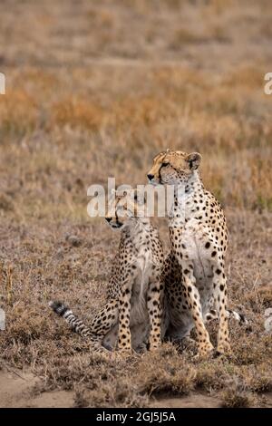 Afrique, Tanzanie, Parc national du Serengeti. Gros plan de deux cheetahs. Crédit : Jones & Shimlock / Galerie Jaynes / DanitaDelimont.com Banque D'Images