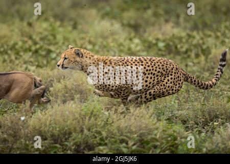 Zone de conservation de Ngorongoro, en Tanzanie, des profils Guépard (Acinonyx jubatas) chasser les gnous veau sur plaines Ndutu Banque D'Images