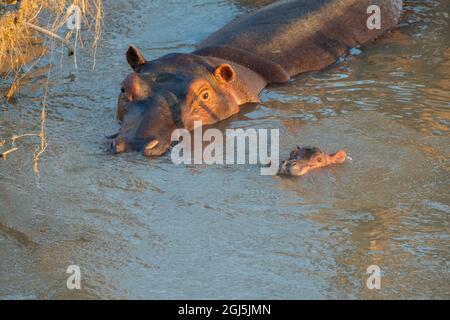 Afrique, Zambie, Parc national de Luangwa Sud. Mère hippopotame avec bébé de jour (Hippopotamus amphibius) dans la rivière. Banque D'Images