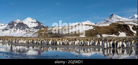 Antarctique, Île de Géorgie du Sud, plaine de Salisbury. Vue panoramique des manchots royaux qui se reflètent dans l'étang des eaux de fonte. Credit AS: Don Gral / Galerie Jaynes / Da Banque D'Images