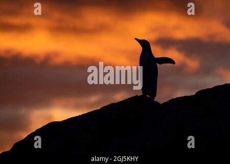 Antarctique, Paradise Harbour alias Paradise Bay. Silhouette de pingouins gentoo avec coucher de soleil polaire. Banque D'Images