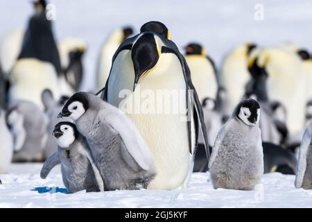 Snow Hill Island, Antarctique. Les poussins de pingouins de l'empereur espiègle jouent. Banque D'Images