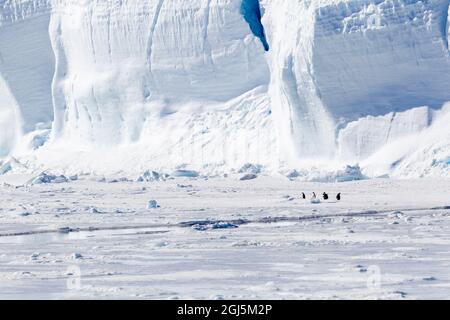 Antarctique, Snow Hill. Un petit groupe de manchots empereur se tiennent sur la banquise tout en étant éclipsé par un iceberg. Banque D'Images