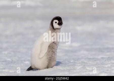 Antarctique, Snow Hill. Portrait d'une poussin empereur. Banque D'Images