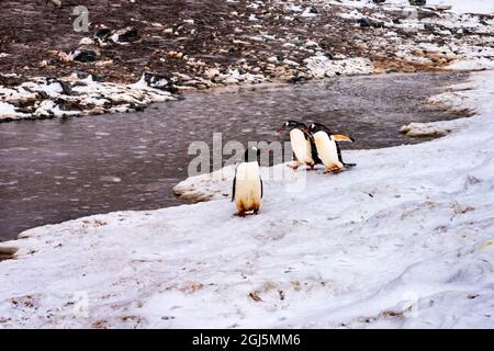 Neige sur la route des pingouins de Gentoo tempête de neige dans le port de Mikkelsen, Antarctique. Banque D'Images
