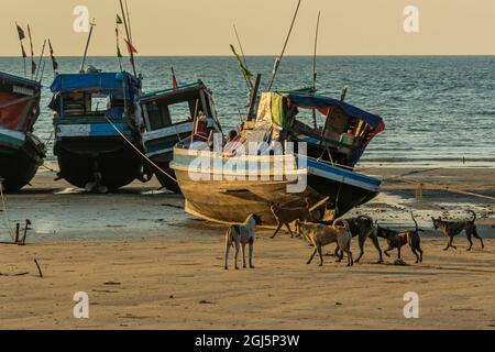 Chiens sur la plage parmi les bateaux de pêche à marée basse dans le sud du Myanmar, archipel de Mergui. Banque D'Images