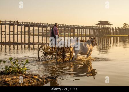 Homme birman local traversant avec son oxen blanc et sa charrette dans le lac Taungthaman au Myanmar près d'une passerelle en bois. Pont U Bein. Banque D'Images