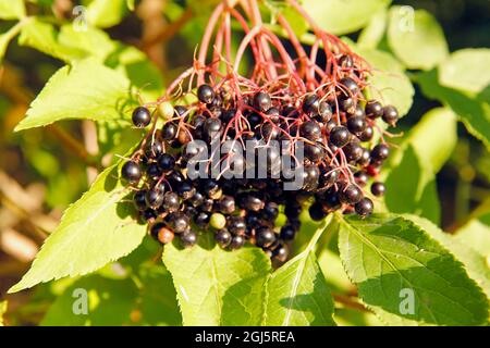 Baies de sureau. Sambucus nigra. Banque D'Images