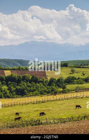 Géorgie, Dilikauri. Campagne en été. Banque D'Images