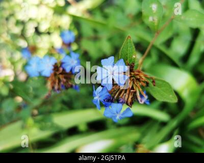 Gros plan du plumbago chinois bleu sur un arrière-plan flou Banque D'Images