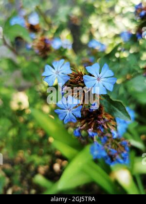 Gros plan du plumbago chinois bleu sur un arrière-plan flou Banque D'Images