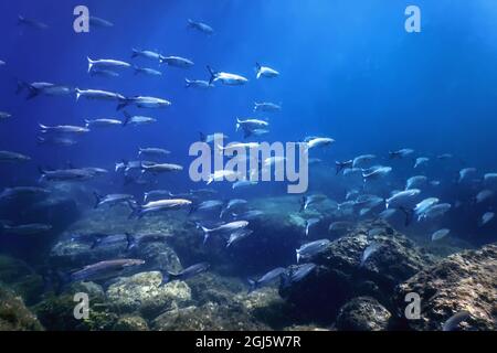 École de poisson sous-marin, poisson fond sous-marin (Mugil cephalus) Lilet gris à tête plate Banque D'Images