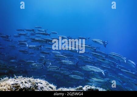 École de poisson sous-marin, poisson fond sous-marin (Mugil cephalus) Lilet gris à tête plate Banque D'Images