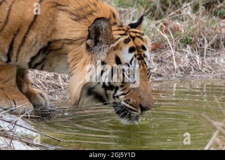 Inde, Madhya Pradesh, Bandhavgarh National Park. Tigre du Bengale mâle buvant de l'étang, espèces en voie de disparition. Banque D'Images