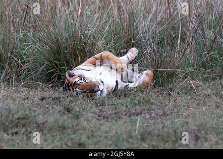 Inde, Madhya Pradesh, Parc national de Kanha. Un tigre du Bengale mâle repose sur son dos dans la longue herbe. Banque D'Images