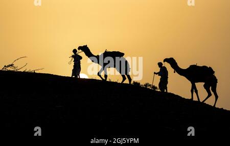 Inde, Gujarat, Bhuj, Grand Rann de Kutch, Tribe. Les chameaux et les tribesmen sont silhouetés par le soleil couchant. Banque D'Images