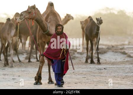 Inde, Gujarat, Grand Rann de Kutch, Bhuj, FakiraniJat Tribe. Un homme de la tribu FakiraniJat se tient avec ses chameaux avant des conduire à la journée Banque D'Images