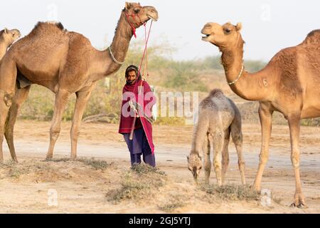 Inde, Gujarat, Grand Rann de Kutch, Bhuj, FakiraniJat Tribe. Un homme de la tribu FakiraniJat se tient avec ses chameaux avant des conduire à la journée Banque D'Images