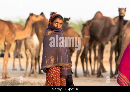 Inde, Gujarat, Grand Rann de Kutch, Bhuj, FakiraniJat Tribe. Une jeune femme se tient devant un troupeau de chameaux. (Usage éditorial uniquement) Banque D'Images