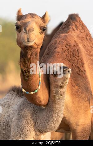 Inde, Gujarat, Grand Rann de Kutch, Bhuj, chameaux dromadaires. Portrait d'un dromadaire de bébé avec sa mère. Banque D'Images
