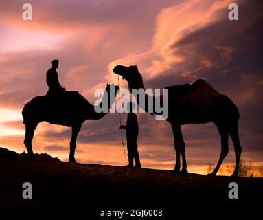 Jeunes hommes et chameaux au coucher du soleil dans le désert du Rajasthan, Pushkar, Inde Banque D'Images
