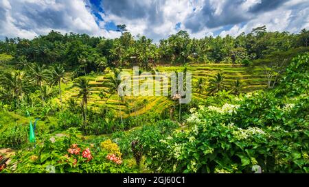 Champs De Riz À Tegallaang Rice Terrace, Bali, Indonésie Banque D'Images
