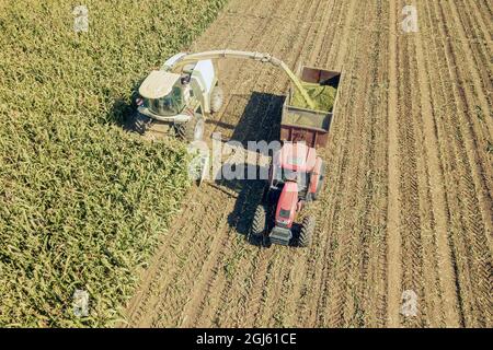 Agriculture découpe de l'ensilage et remplissage de la remorque en champ vue aérienne Banque D'Images