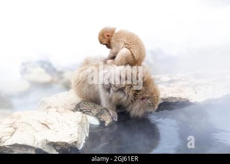 Asie, Japon, Nagano, Jigokudani Yaen Koen, Parc des singes des neiges, Macaque japonais, Macaca fuscata. Un bébé macaque japonais est assis sur le dos de sa mère et g Banque D'Images