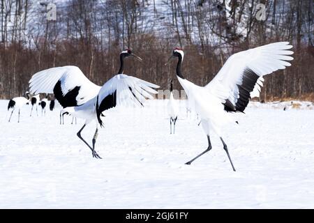 Asie, Japon, Hokkaido, Kushiro, Sanctuaire de grue à couronne Tsuri-Ito, Sanctuaire de Tancho, grue à couronne rouge, Grus japonensis. Deux grues à couronne rouge da Banque D'Images