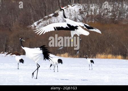 Asie, Japon, Hokkaido, Kushiro, Sanctuaire de grue à couronne Tsuri-Ito, Sanctuaire de Tancho grue à couronne rouge, Grus japonensis. Un saut à la grue à couronne rouge Banque D'Images