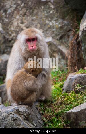 Une mère Macaque, singe-neige japonais, embrassant sa jeune assise sur un rocher dans le parc des singes de Jigokudani, au Japon Banque D'Images